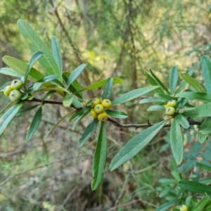 Pyracantha angustifolia at Isaacs Ridge and Nearby - 29 Mar 2024