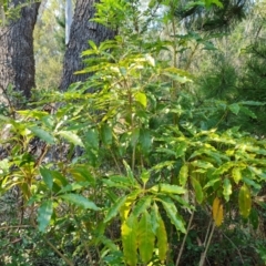 Pittosporum undulatum (Sweet Pittosporum) at Isaacs, ACT - 29 Mar 2024 by Mike