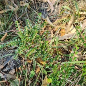 Cotoneaster horizontalis at Mawson, ACT - 29 Mar 2024 03:03 PM