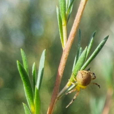 Australomisidia pilula (Lozenge-shaped Flower Spider) at QPRC LGA - 29 Mar 2024 by clarehoneydove