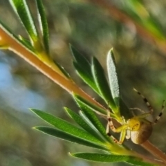 Australomisidia pilula at QPRC LGA - suppressed