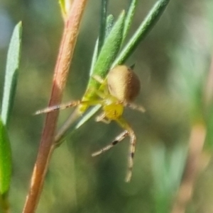 Australomisidia pilula at QPRC LGA - suppressed