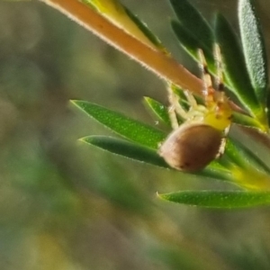 Australomisidia pilula at QPRC LGA - suppressed