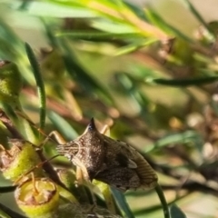 Oechalia schellenbergii (Spined Predatory Shield Bug) at QPRC LGA - 29 Mar 2024 by clarehoneydove