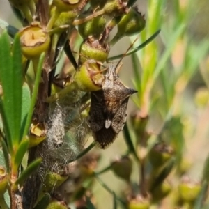 Oechalia schellenbergii at QPRC LGA - suppressed