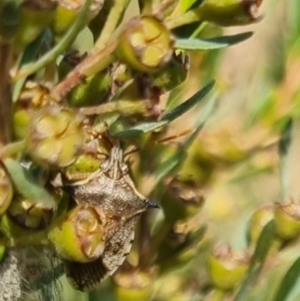 Oechalia schellenbergii at QPRC LGA - suppressed