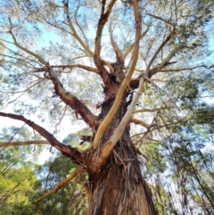 Eucalyptus viminalis subsp. viminalis (Manna Gum) at Cotter River, ACT - 29 Mar 2024 by Steve818