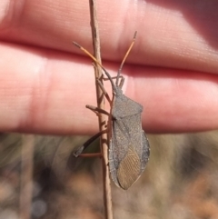 Amorbus rubiginosus (A Eucalyptus Tip Bug) at QPRC LGA - 29 Mar 2024 by clarehoneydove