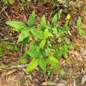 Nandina domestica at Isaacs Ridge and Nearby - 29 Mar 2024