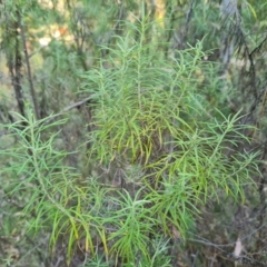 Cassinia quinquefaria (Rosemary Cassinia) at Isaacs Ridge - 29 Mar 2024 by Mike