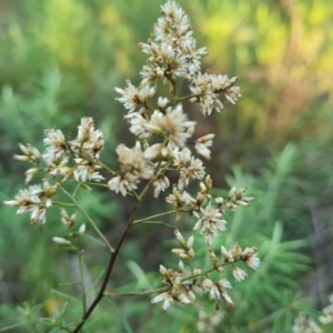 Cassinia quinquefaria at Isaacs Ridge and Nearby - 29 Mar 2024