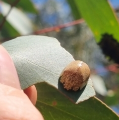 Paropsis atomaria (Eucalyptus leaf beetle) at QPRC LGA - 29 Mar 2024 by clarehoneydove