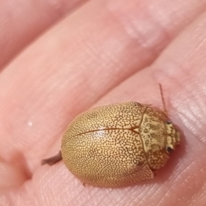 Paropsis atomaria at QPRC LGA - suppressed