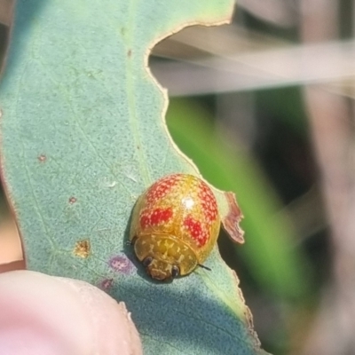 Paropsisterna fastidiosa (Eucalyptus leaf beetle) at QPRC LGA - 29 Mar 2024 by clarehoneydove