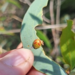 Paropsisterna fastidiosa at QPRC LGA - suppressed