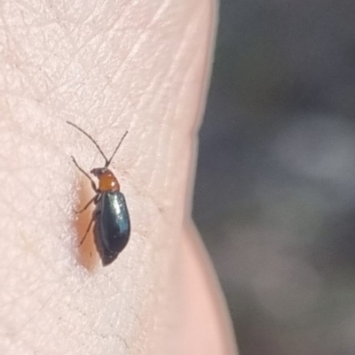 Adoxia benallae (Leaf beetle) at QPRC LGA - 29 Mar 2024 by clarehoneydove