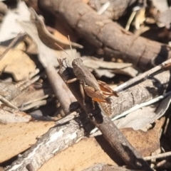 Phaulacridium vittatum (Wingless Grasshopper) at QPRC LGA - 29 Mar 2024 by clarehoneydove