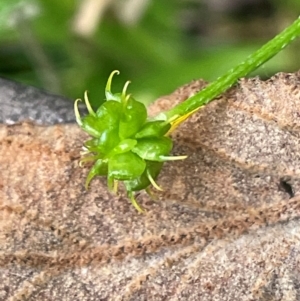 Ranunculus scapiger at Lower Cotter Catchment - 28 Mar 2024 10:30 AM