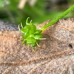 Ranunculus scapiger at Lower Cotter Catchment - 27 Mar 2024 by JaneR