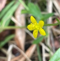 Ranunculus scapiger at Lower Cotter Catchment - 28 Mar 2024