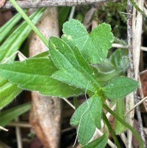 Ranunculus scapiger at Lower Cotter Catchment - 28 Mar 2024 10:30 AM