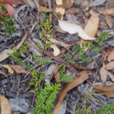 Cheilanthes sieberi subsp. sieberi (Mulga Rock Fern) at QPRC LGA - 29 Mar 2024 by clarehoneydove