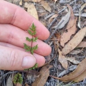 Cheilanthes sieberi subsp. sieberi at QPRC LGA - suppressed