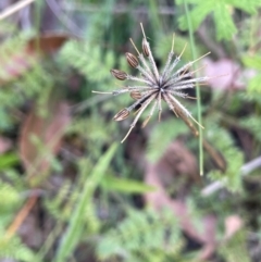 Oreomyrrhis eriopoda (Australian Carraway) at Lower Cotter Catchment - 28 Mar 2024 by JaneR