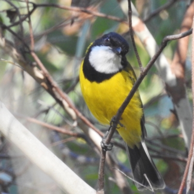 Pachycephala pectoralis (Golden Whistler) at Tidbinbilla Nature Reserve - 29 Mar 2024 by HelenCross