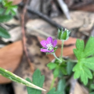 Geranium solanderi var. solanderi at Lower Cotter Catchment - 28 Mar 2024