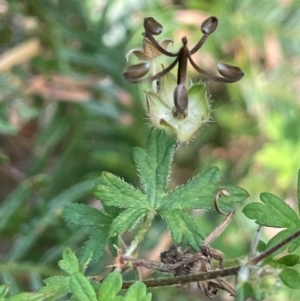 Geranium solanderi var. solanderi at Lower Cotter Catchment - 28 Mar 2024