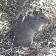 Potorous tridactylus (Long-nosed Potoroo) at Paddys River, ACT - 29 Mar 2024 by HelenCross