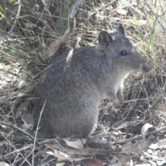 Potorous tridactylus (Long-nosed Potoroo) at Tidbinbilla Nature Reserve - 29 Mar 2024 by HelenCross