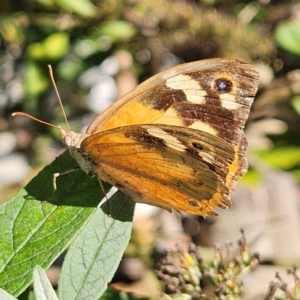 Heteronympha merope at QPRC LGA - 29 Mar 2024 04:24 PM