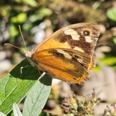 Heteronympha merope (Common Brown Butterfly) at QPRC LGA - 29 Mar 2024 by MatthewFrawley