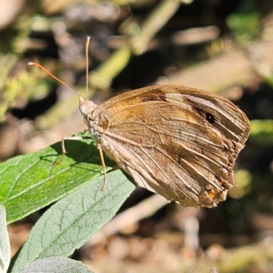 Heteronympha merope at QPRC LGA - 29 Mar 2024 04:24 PM