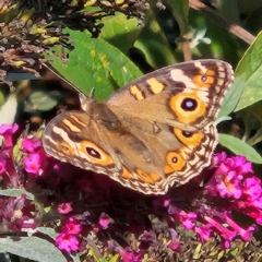 Junonia villida (Meadow Argus) at Braidwood, NSW - 29 Mar 2024 by MatthewFrawley