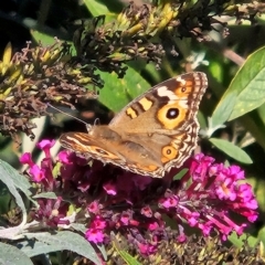 Junonia villida at QPRC LGA - 29 Mar 2024