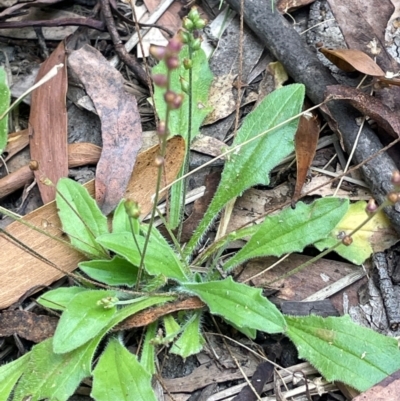 Plantago debilis (Shade Plantain) at Lower Cotter Catchment - 28 Mar 2024 by JaneR