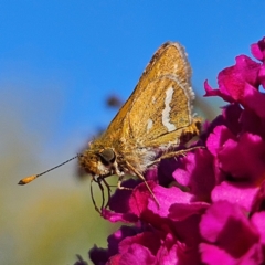 Taractrocera papyria (White-banded Grass-dart) at QPRC LGA - 29 Mar 2024 by MatthewFrawley