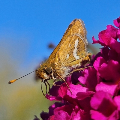 Taractrocera papyria (White-banded Grass-dart) at Braidwood, NSW - 29 Mar 2024 by MatthewFrawley