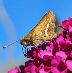 Taractrocera papyria at QPRC LGA - 29 Mar 2024