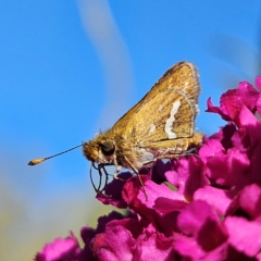 Taractrocera papyria at QPRC LGA - 29 Mar 2024