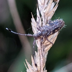 Ancita marginicollis at Tidbinbilla Nature Reserve - 29 Mar 2024