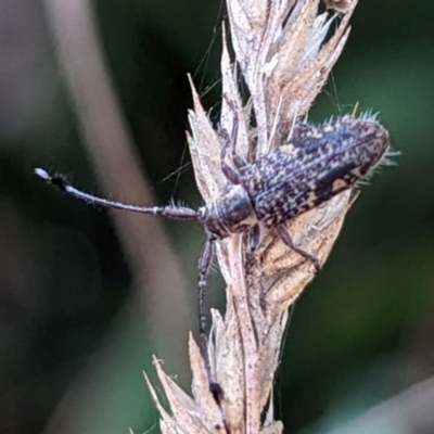 Ancita marginicollis (A longhorn beetle) at Kambah, ACT - 29 Mar 2024 by HelenCross