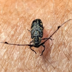 Ancita marginicollis at Tidbinbilla Nature Reserve - 29 Mar 2024