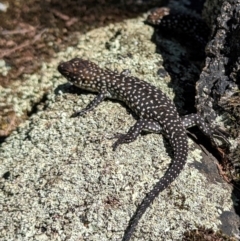 Egernia cunninghami (Cunningham's Skink) at Paddys River, ACT - 29 Mar 2024 by HelenCross