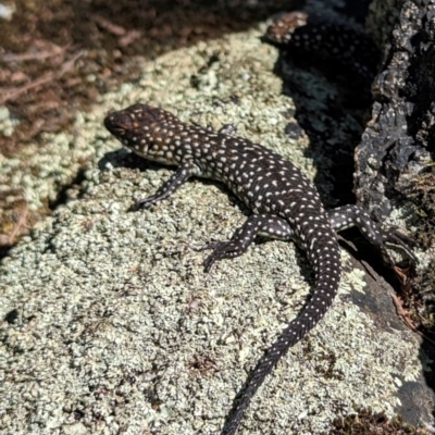 Egernia cunninghami (Cunningham's Skink) at Tidbinbilla Nature Reserve - 29 Mar 2024 by HelenCross