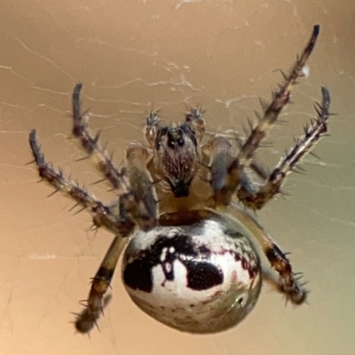 Unidentified Orb-weaving spider (several families) at Nicholls, ACT - 29 Mar 2024 by Hejor1