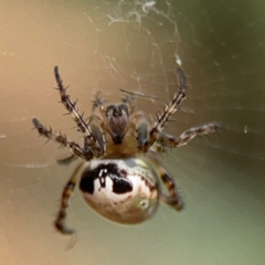 Araneus dimidiatus at Nicholls, ACT - 29 Mar 2024 03:32 PM